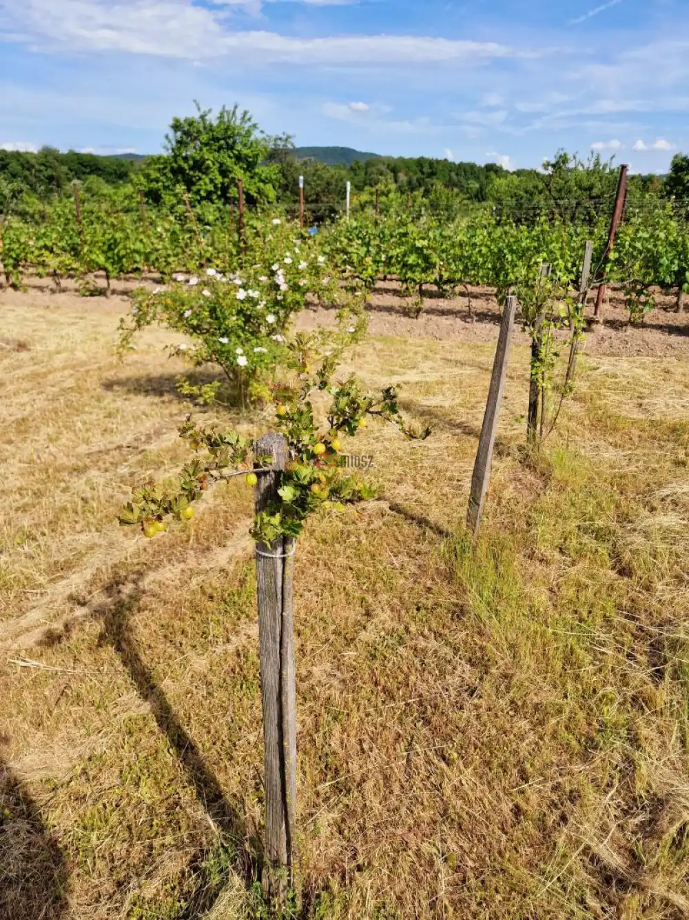 Komárom-Esztergom megye - Oroszlány
